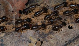 Irving termite and pest control