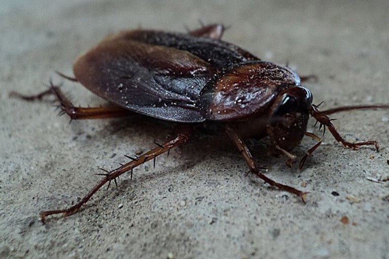 cockroach exterminator irving tx